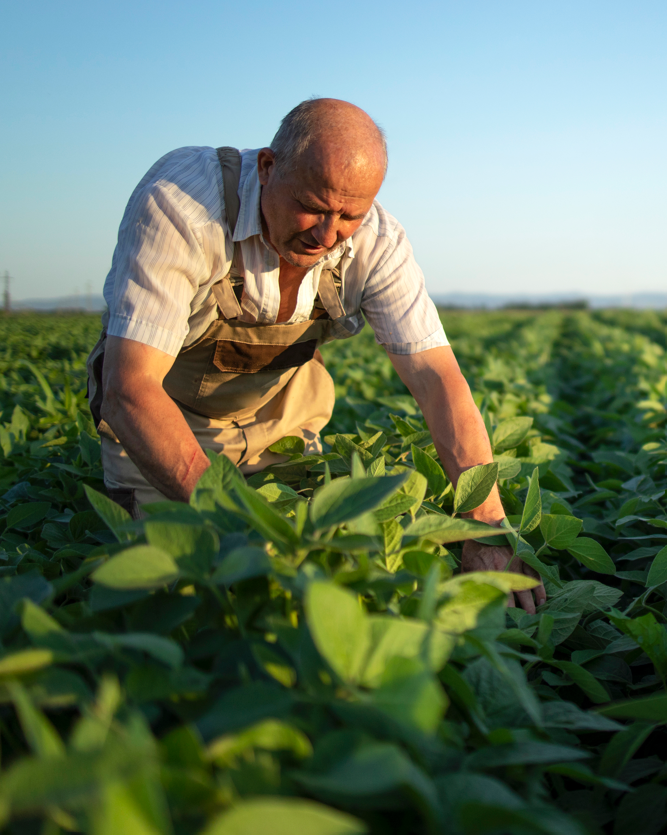 Integrowana Produkcja krok po kroku